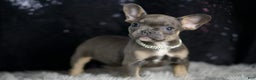 French Bulldog dogs for sale: Roody - Ad 6