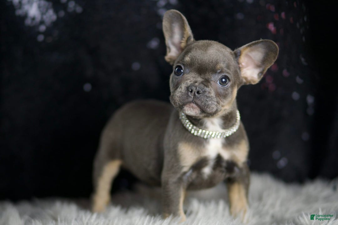 French Bulldog dogs for sale: Roody - Ad 6
