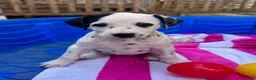 Dalmatian dogs for sale: Dalmatian 5 - Ad 3