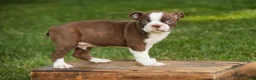 Boston Terrier dogs for sale: Brady Boston Terrier  - Ad 4