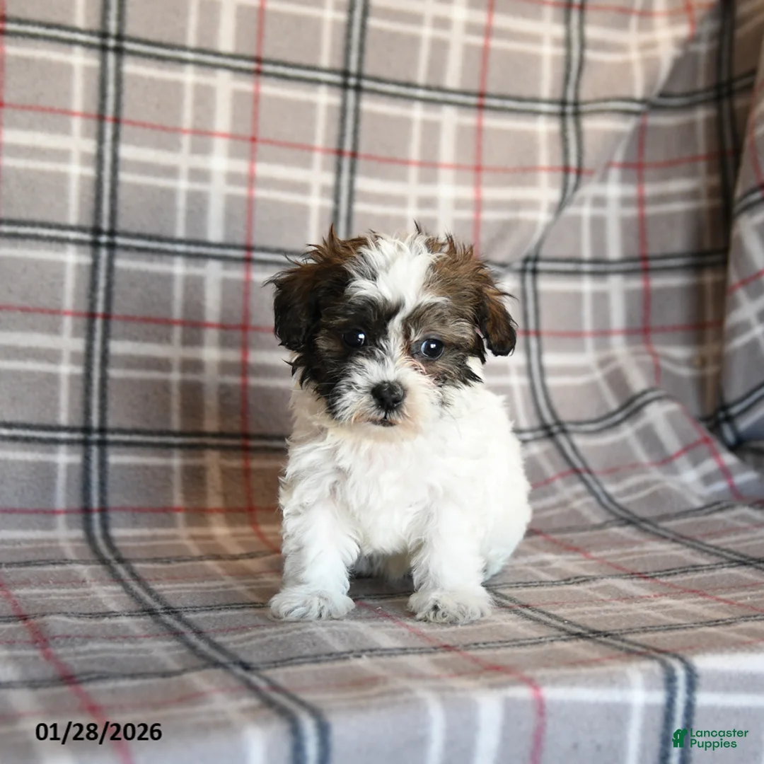 Mixed Breed dogs for sale: Quill - Ad 2