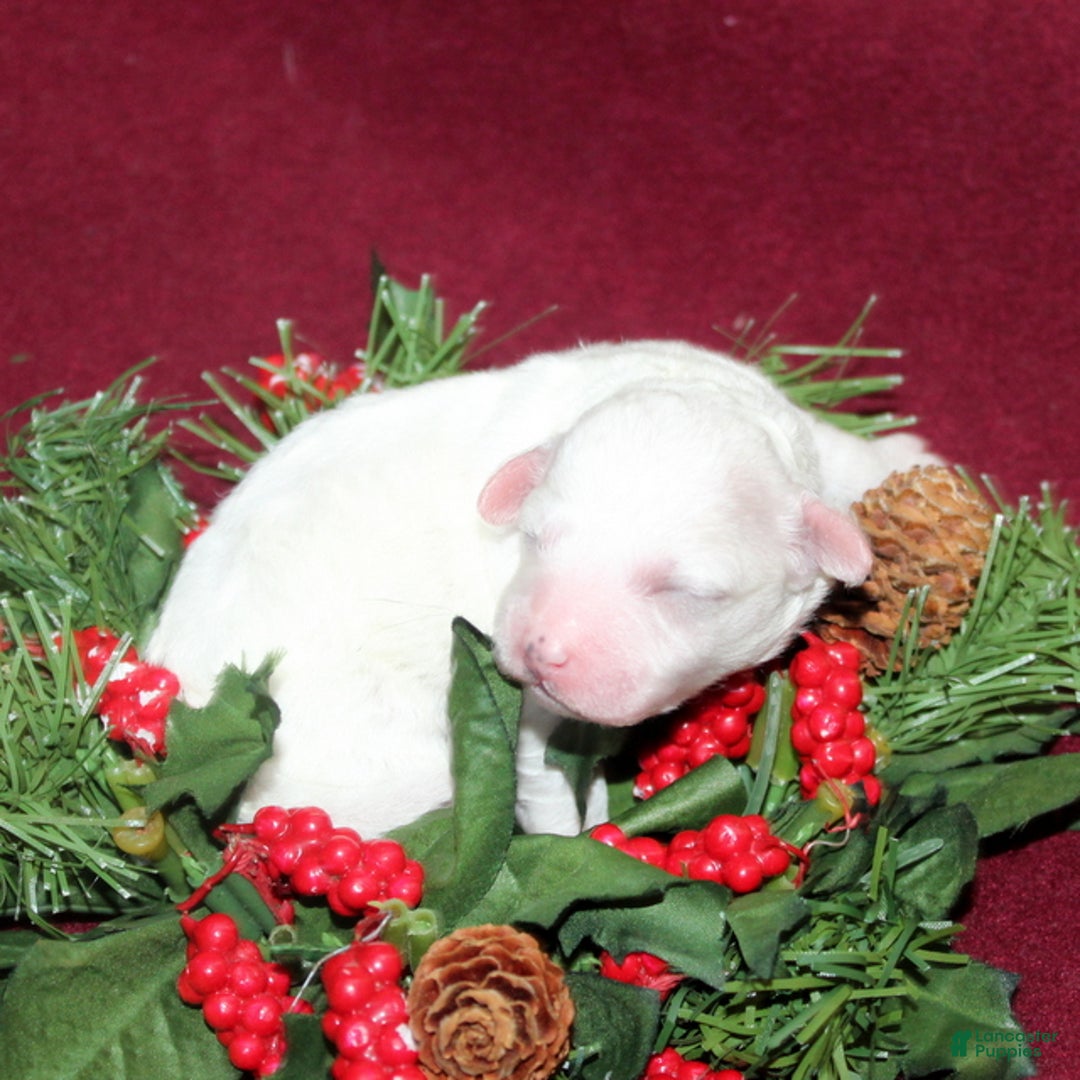 Bichon Frise dogs for sale: Vonny - Ad 4
