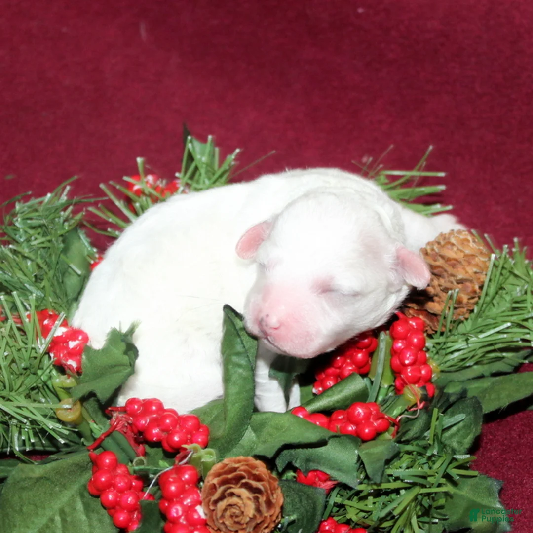 Bichon Frise dogs for sale: Vonny - Ad 5