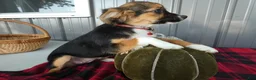Miniature Australian Shepherd dogs for sale: Miniature Australian Shepherd 1 Serena - Ad 2