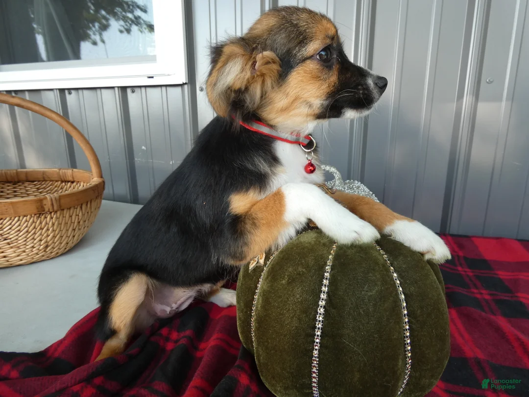 Miniature Australian Shepherd dogs for sale: Miniature Australian Shepherd 1 Serena - Ad 2