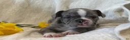 Frenchton dogs for sale: Damon - Ad 10