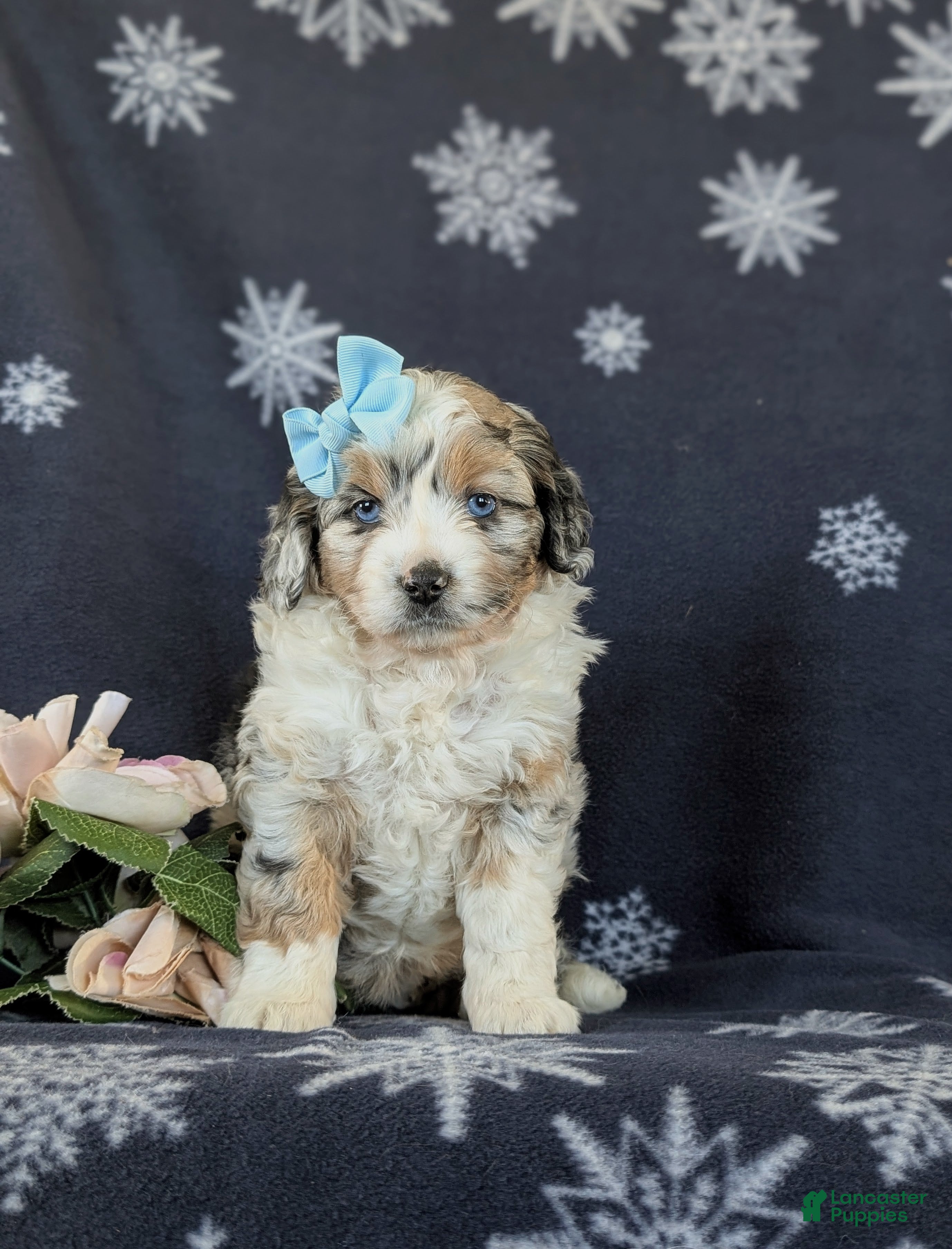 Mini Aussiedoodle dogs Leeanne - Ad 2