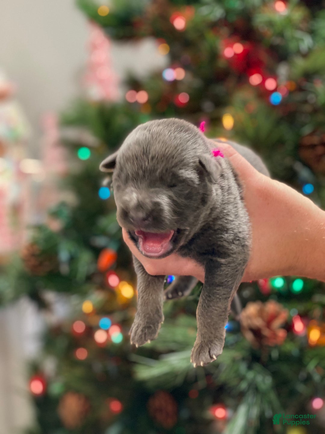 German Shepherd dogs for sale: German Shepherd Puppy 4 - Ad 2