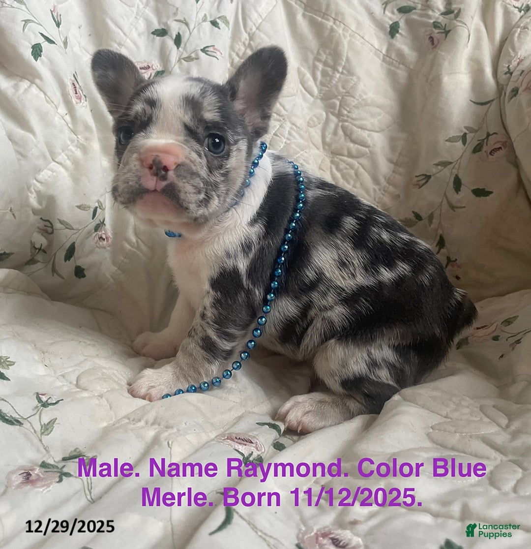 French Bulldog dogs for sale: Raymond - Ad 1