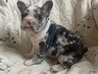 French Bulldog dogs Raymond - Ad 42