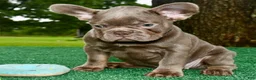 French Bulldog dogs for sale: French Bulldog 1 - Ad 4