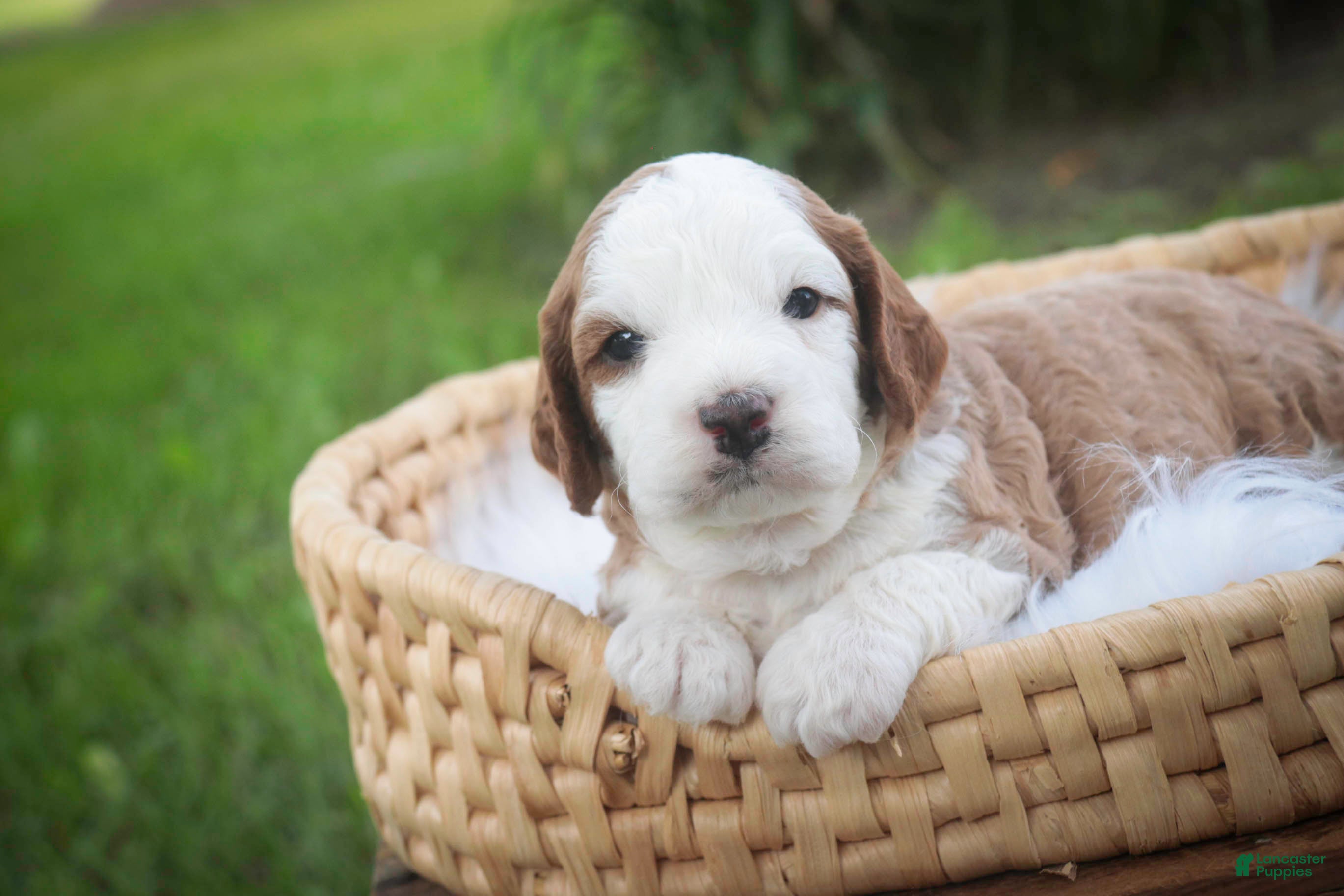 Cavapoo dogs Larry Cavapoo  - Ad 2