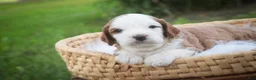 Cavapoo dogs for sale: Larry Cavapoo  - Ad 2