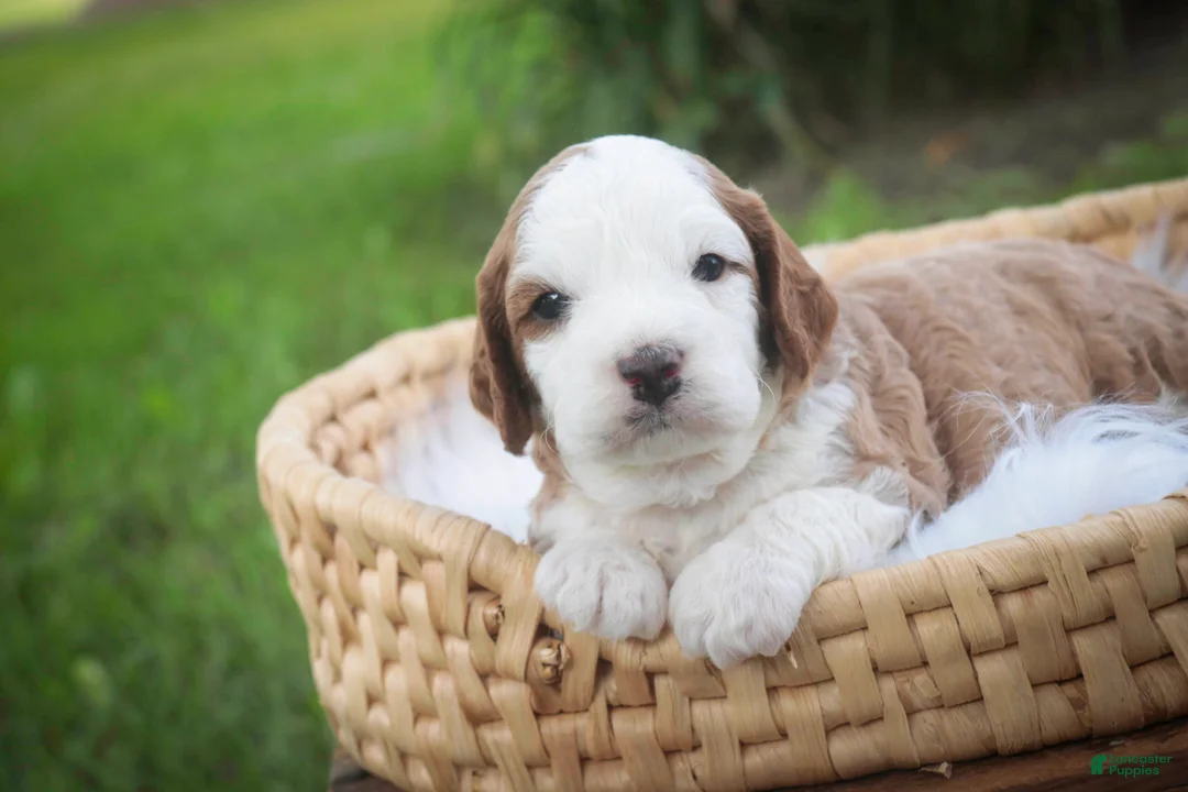 Cavapoo dogs for sale: Larry Cavapoo  - Ad 2