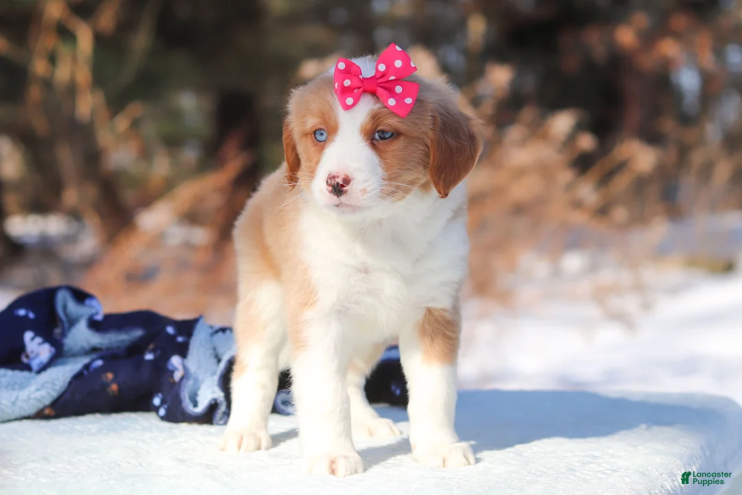 Mini Bernedoodle dogs for sale: Charlotte - Ad 5