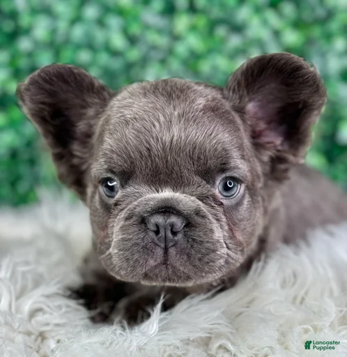 Gallery Image {{count}}