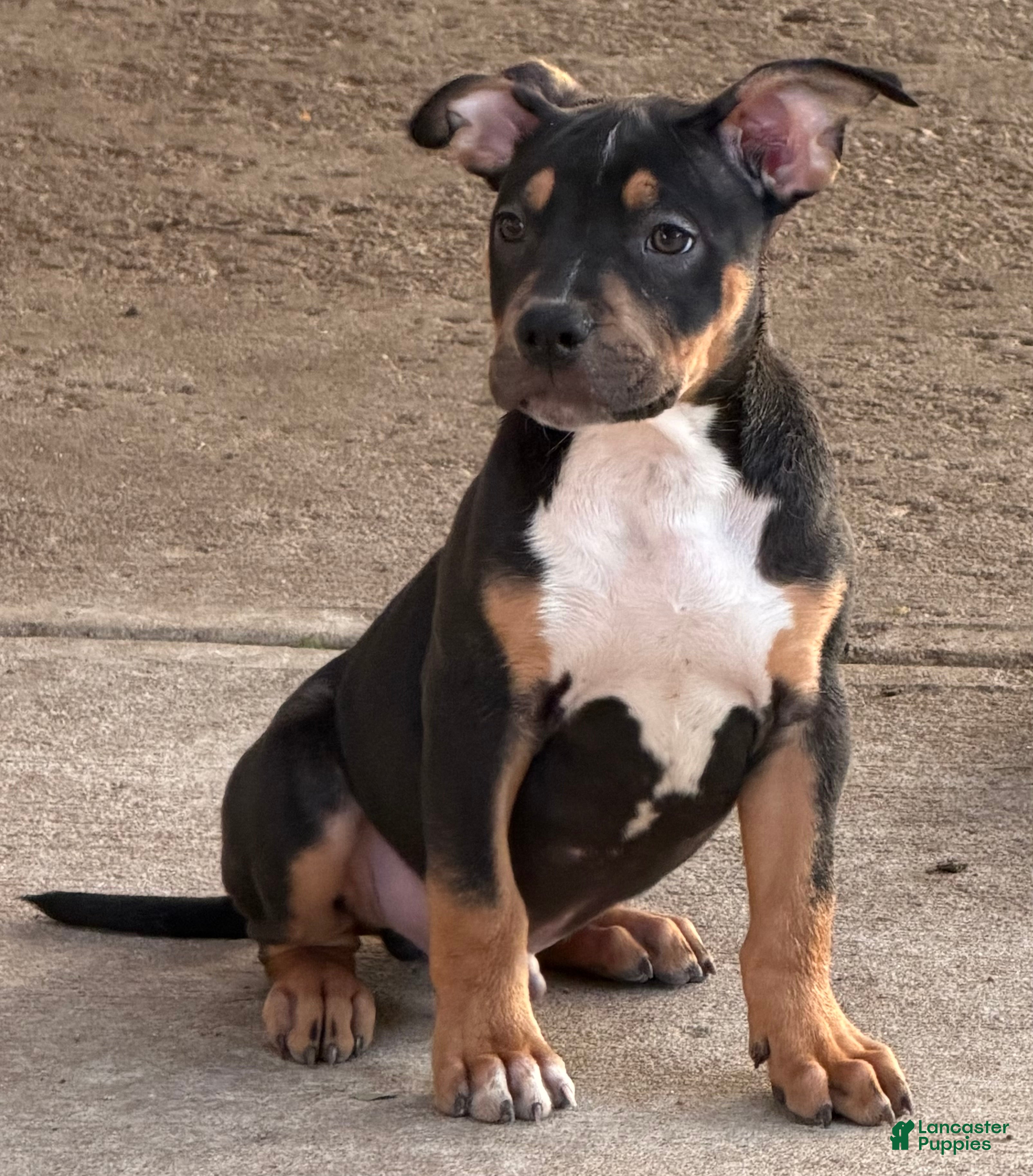 American Bully dogs American Bully Puppy 1 - Ad 7