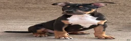 American Bully dogs for sale: American Bully Puppy 1 - Ad 1