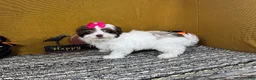 Shihpoo dogs for sale: Shihpoo 3 - Ad 3