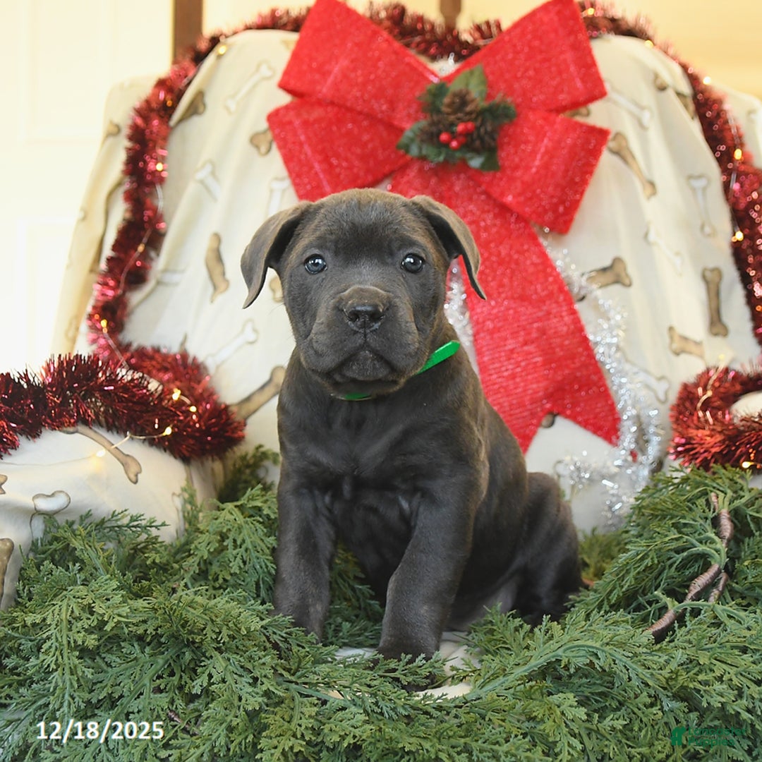Cane Corso dogs for sale: Peaches - Ad 1