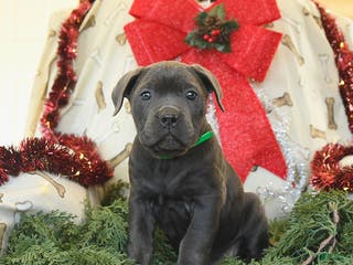 Cane Corso dogs Peaches - Ad 36