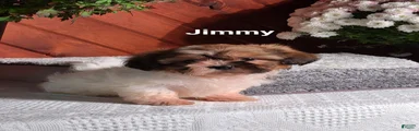 Jimmy 