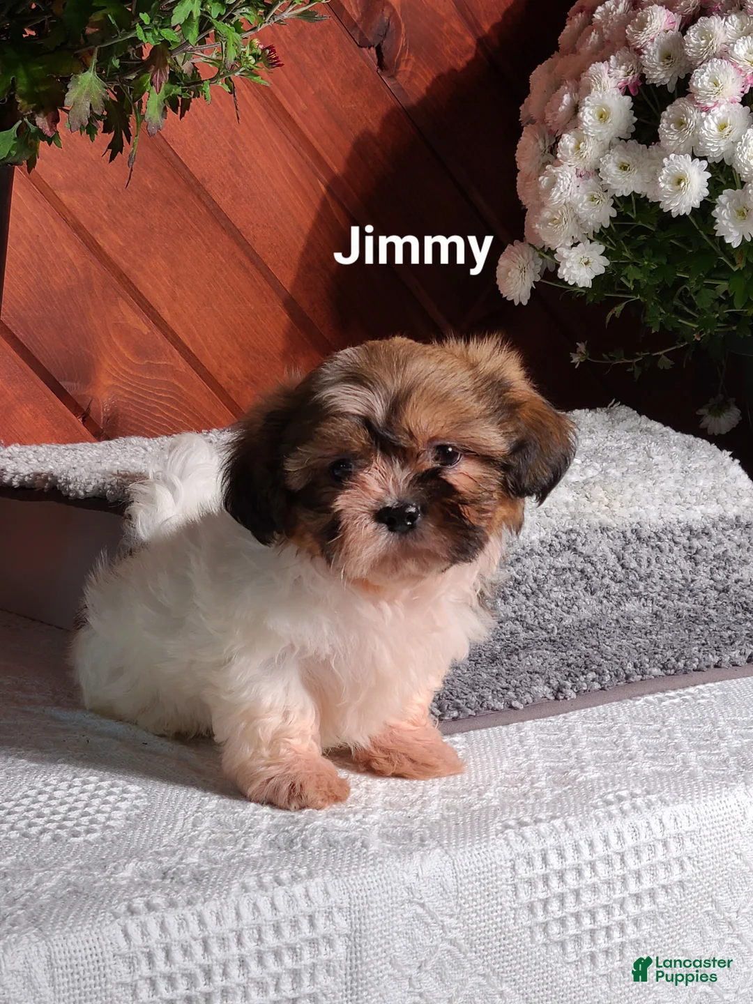 Shih Tzu dogs for sale: Jimmy  - Ad 1
