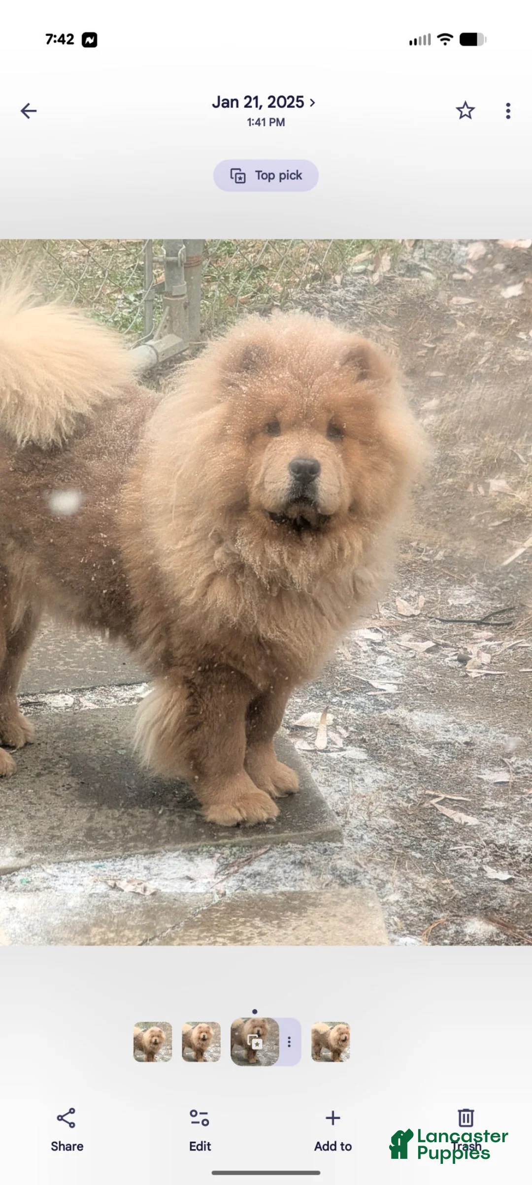 Chow Chow dogs for sale: Puppy 6 - Ad 2