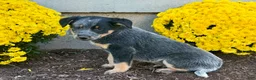 Australian Cattle Dog dogs for sale: Diamond - Ad 6