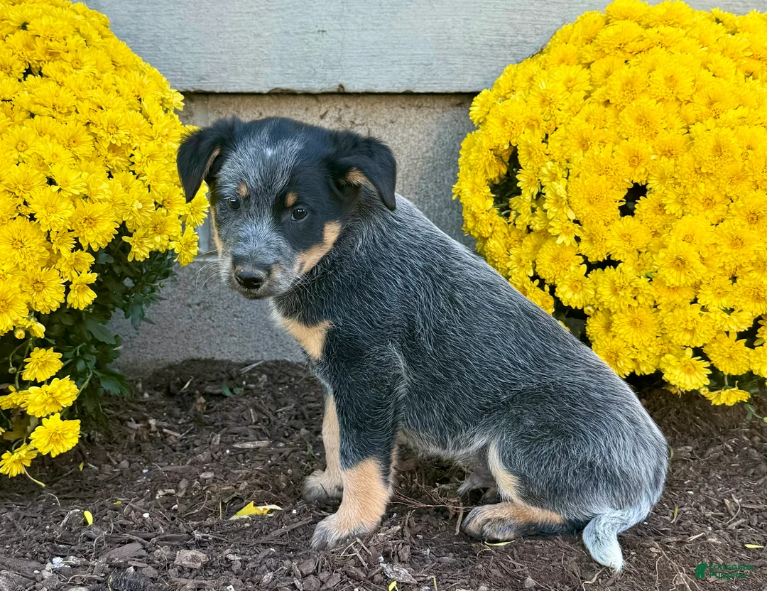 Australian Cattle Dog dogs for sale: Diamond - Ad 6
