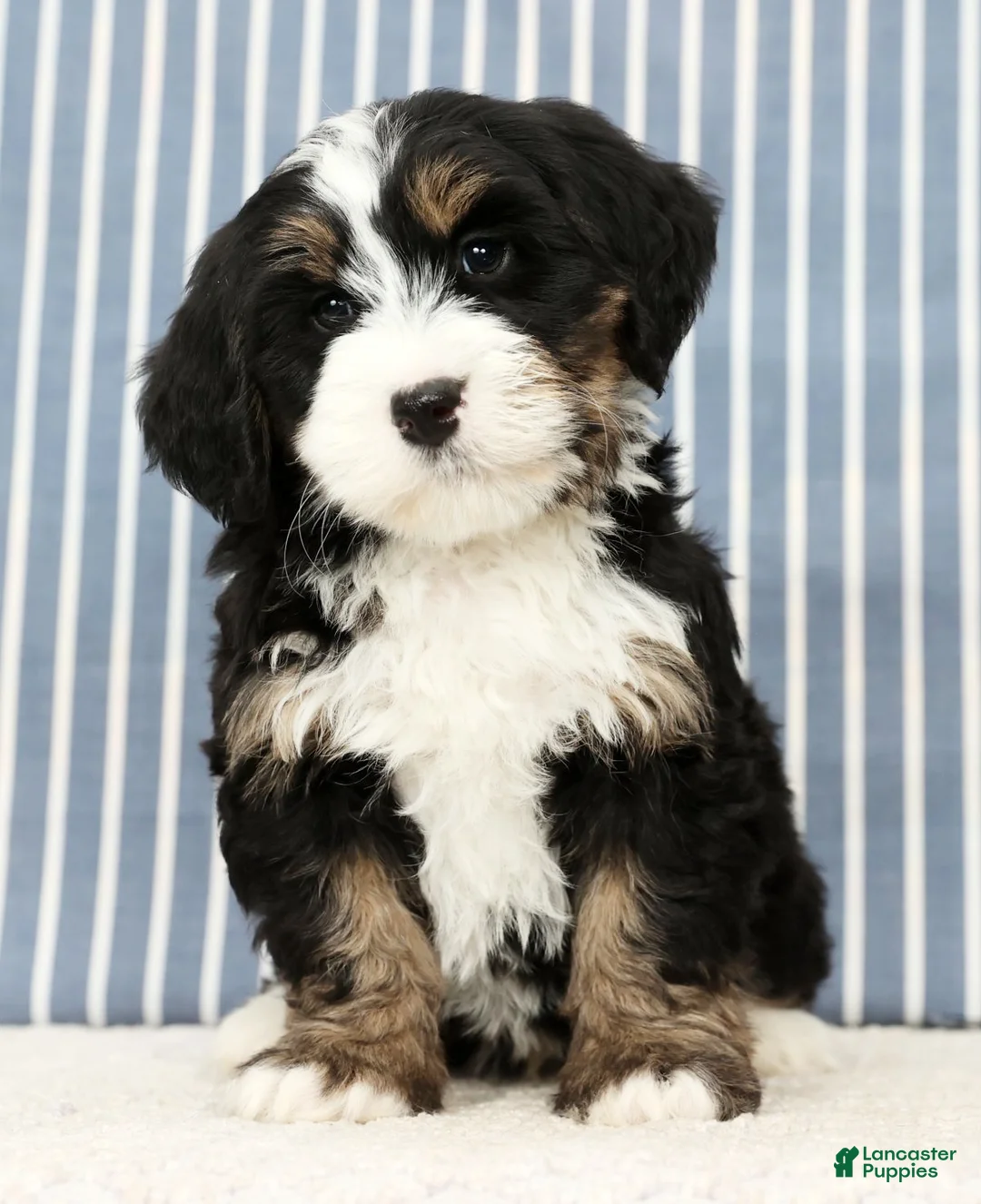Mini Bernedoodle dogs for sale: Theo - Ad 4