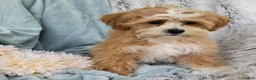 Shihpoo dogs for sale: Hudson - Ad 13