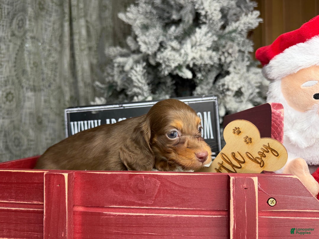Miniature Dachshund dogs for sale: Ready 12/24/25 - Ad 6