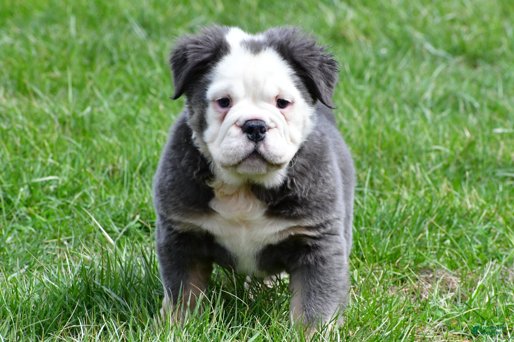 English Bulldog dogs Flower - Ad 1