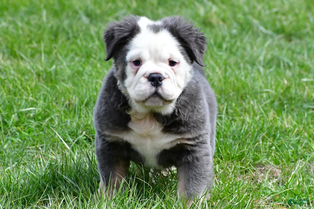 English Bulldog dogs for sale: Flower - Ad 1
