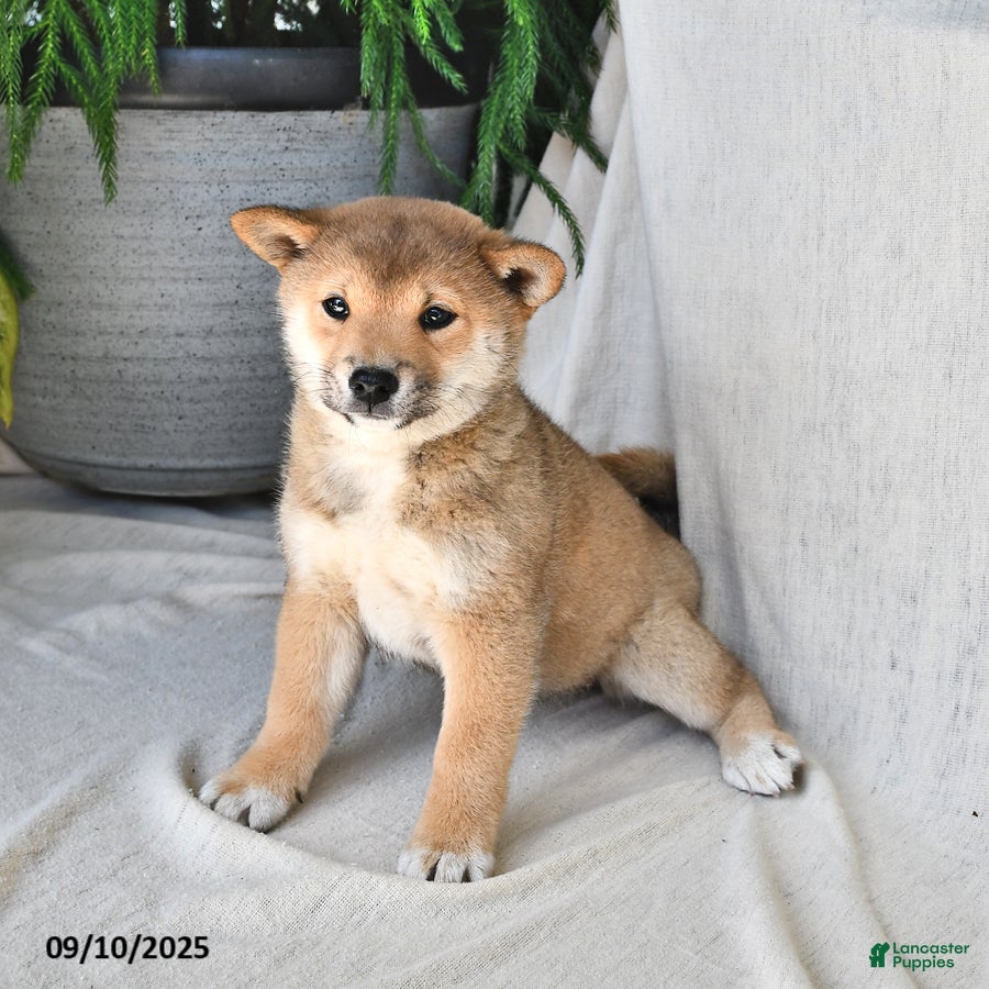 Shiba Inu dogs Sandy - Ad 1