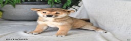 Shiba Inu dogs for sale: Sandy - Ad 1