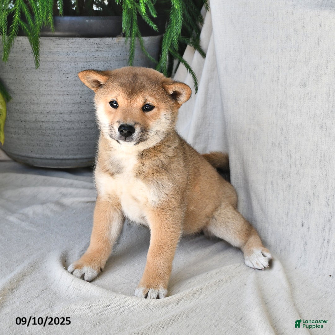 Shiba Inu dogs for sale: Sandy - Ad 1