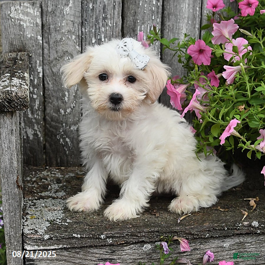 Maltese Pekingese Poodle Mix Maltipoo Pekingese Mix Adult Maltipoo