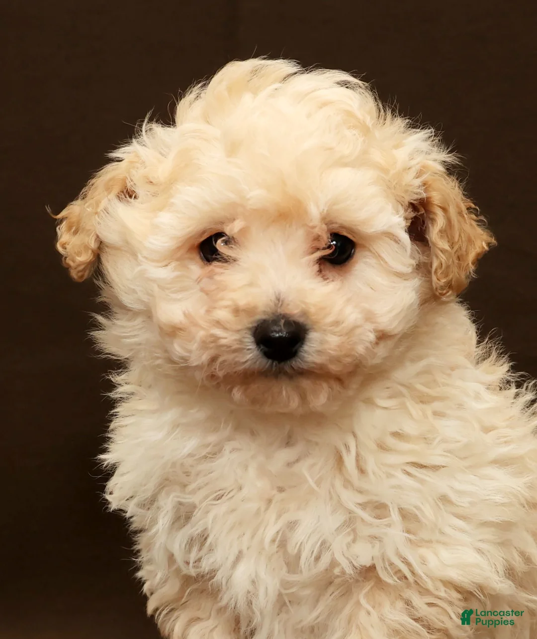 Bichpoo dogs for sale: Baxter - Ad 9