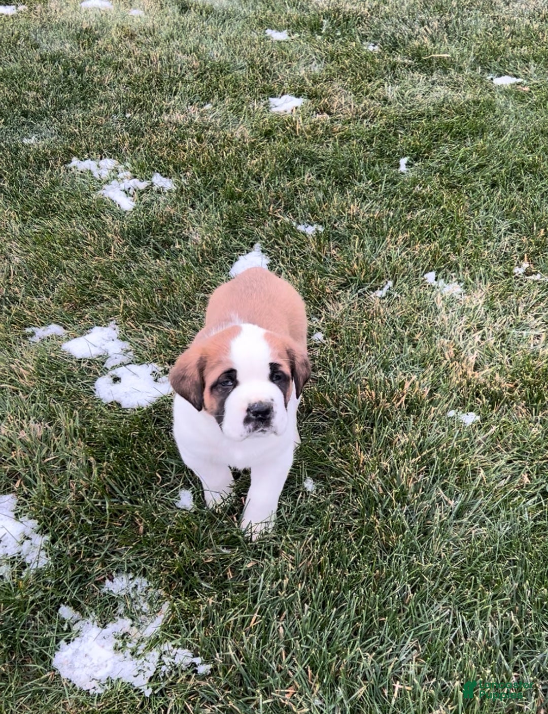 Saint Bernard dogs for sale: Tyler - Ad 4