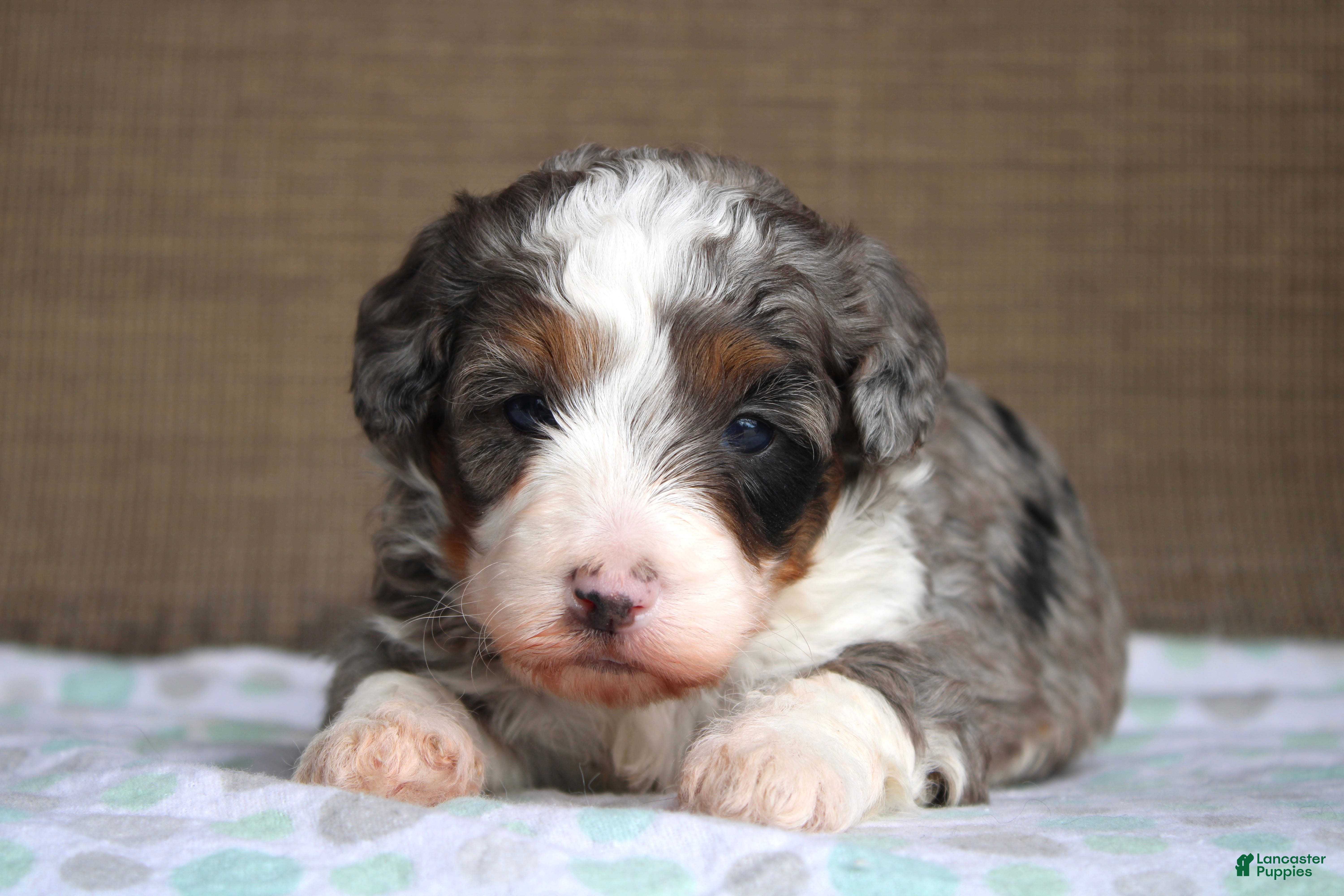 Mini Bernedoodle dogs Ramsey  - Ad 1