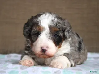 Mini Bernedoodle dogs for sale: Ramsey - Ad 3