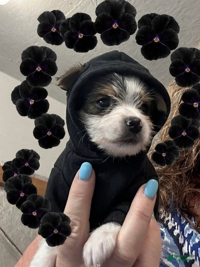 Yorkshire Terrier dogs AKC Peppy - Ad 1