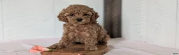 Cavapoo dogs for sale: Roxy - Ad 2