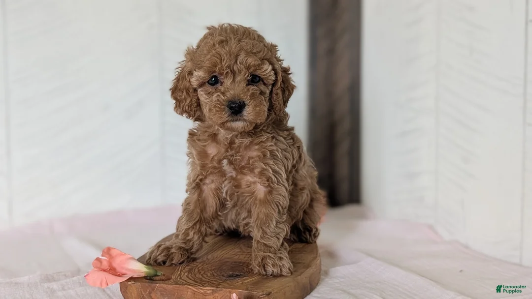 Cavapoo dogs for sale: Roxy - Ad 2