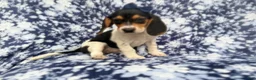 Beagle dogs for sale: Whitney - Ad 6