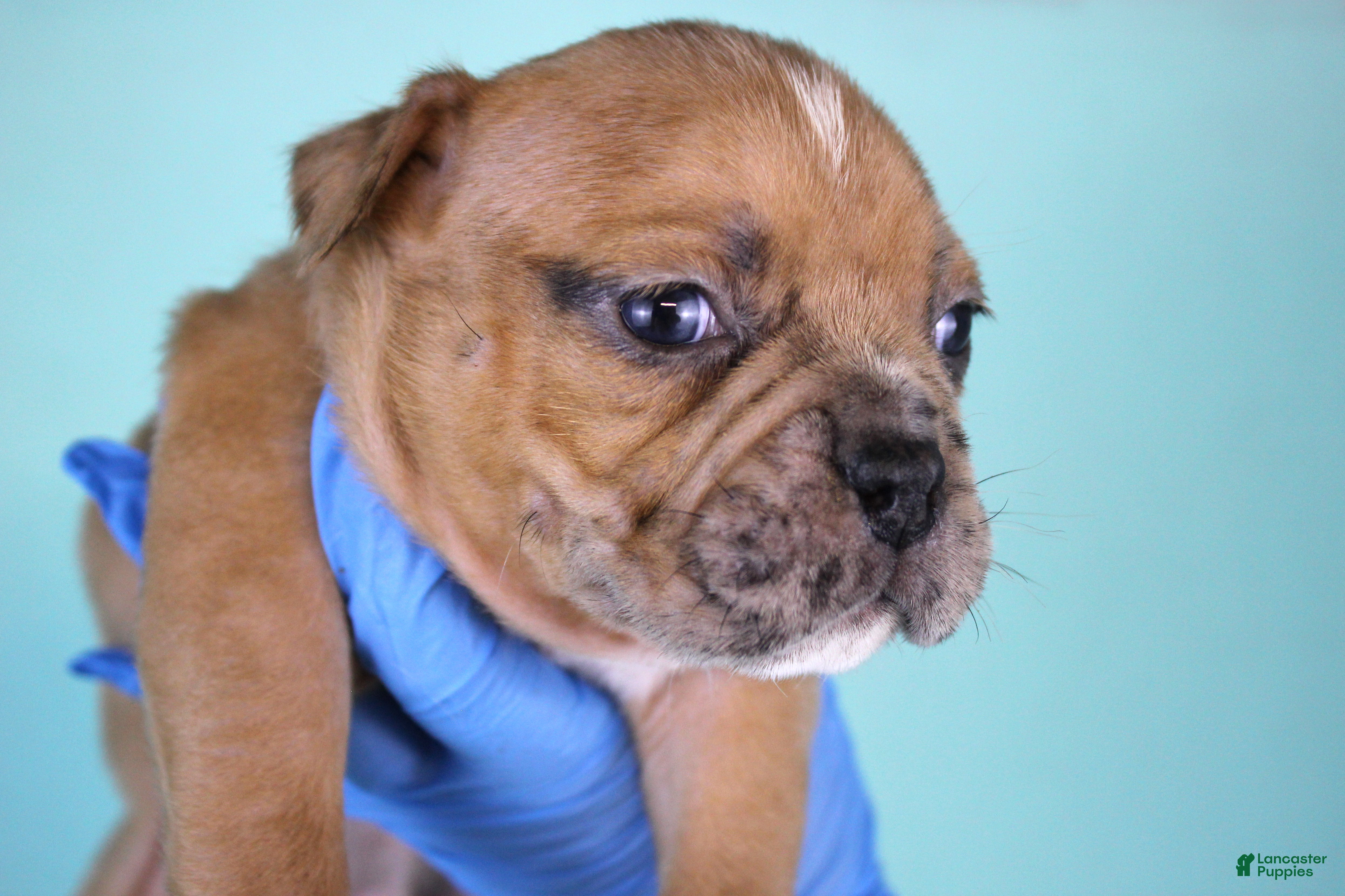 American Bully dogs Black Fawn Merle Female - Ad 3