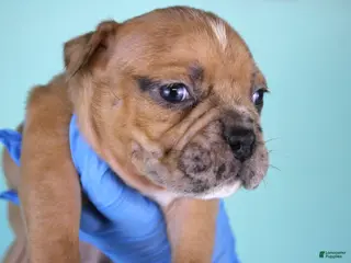 American Bully dogs Black Fawn Merle Female - Ad 18