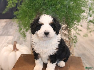 Mini Bernedoodle dogs - Ad 19